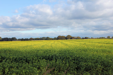rapsfeld mit heuballen