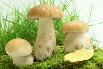 Mushrooms