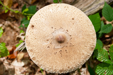 Close-up of Gypsy mushroom hat