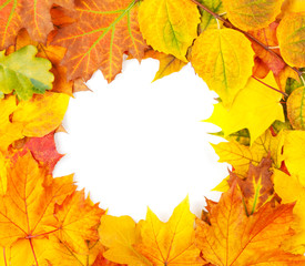 Yellow autumn leaves isolated on white background