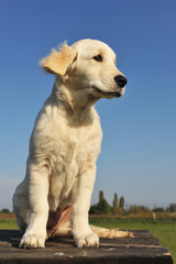 chiot golden retriever