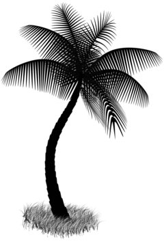 black silhouette of palm isolate