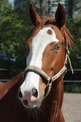 Naklejka premium Oko księżyca