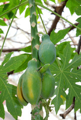 Papayafrüchte am Baum - Papaya fruits on a tree in Asia