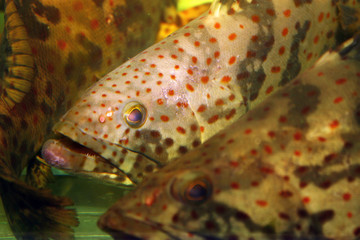 live grouper fish