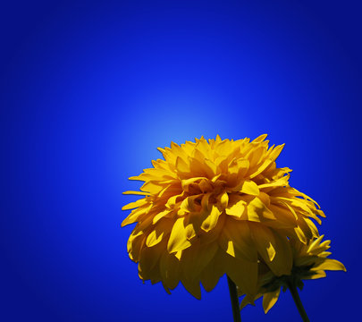 Fototapeta Yellow and dark blue