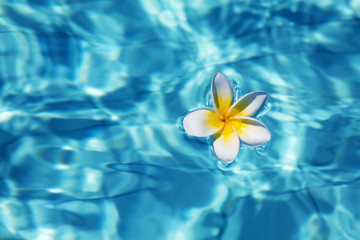 Fototapeta na wymiar Tropical frangipani flowerin water