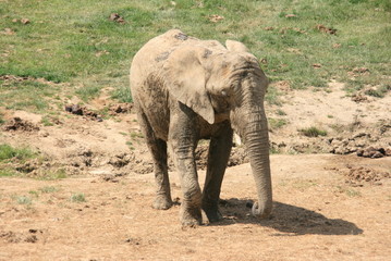 Fototapeta premium Elephant