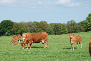 Cows in meadows