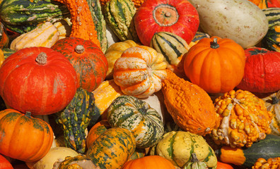 Colorful pumpkins