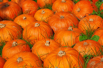 Colorful pumpkins