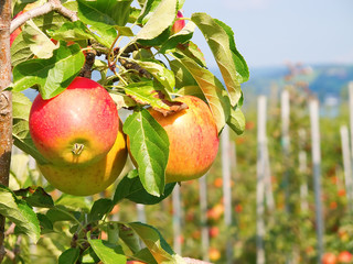 Apple garden © swisshippo