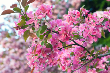 Pink  cherry blossom