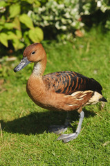 Fulvous Whistling Duck