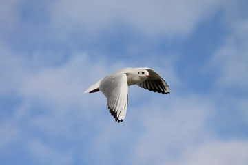 Möwe im Anflug