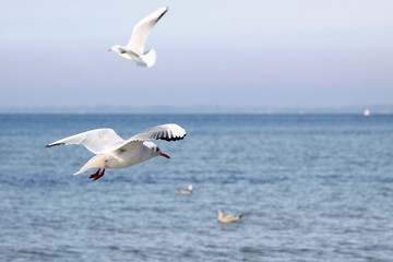 Fototapeta na wymiar Seagull i horyzont