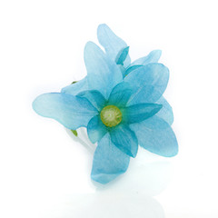 a blue flower