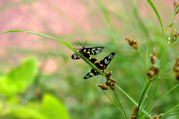 Insect breeding and catching each other in the grass.