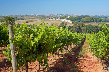 Fototapeta na wymiar Vineyard on the west coast of Portugal