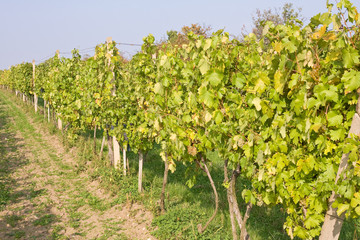Fototapeta na wymiar beautiful vineyard scenery in Moravia, Czech Republic