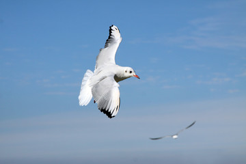 Möwe am Himmel