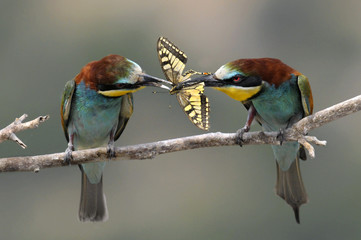 Bee-eater, Merops apiaster - love story (the marriage period)