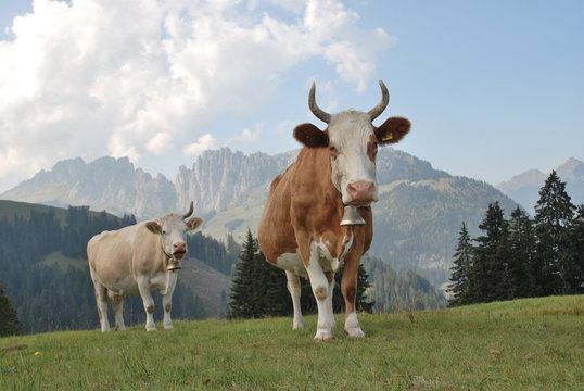 Schweizer Bergk&uuml;he mit en in den Schweizer Alpen