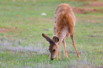 Mule deer