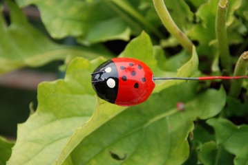 coccinella-portafortuna