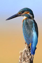 The Common Kingfisher (Alcedo atthis)