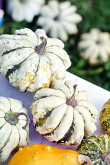 Colorful pumpkins collection