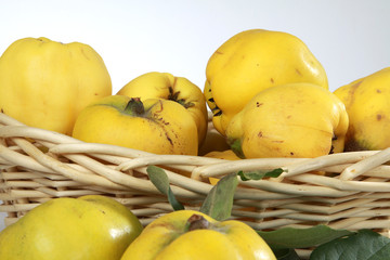 Quitten