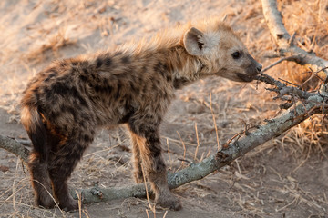 Junge Hyäne spielt mit Ast