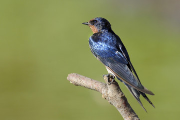Barn Swallow (Hirundo rustica)