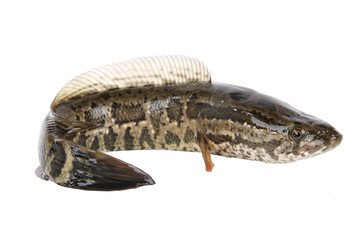 Naklejka premium snakehead