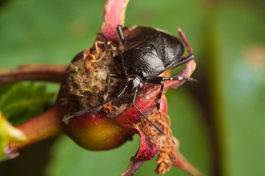 Ground beetle (Carabus hortensis)