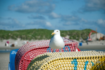 Möve auf Strandkorb