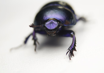 Żuk gnojowy, gnojarz leśny, gnojak, Geotrupes, stercorarius