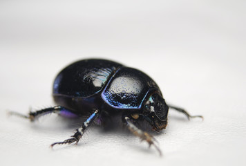 Żuk gnojowy, gnojarz leśny, gnojak, Geotrupes, stercorarius