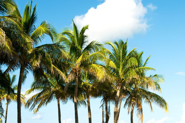 Fototapeta na wymiar Palms trees on the beach during bright day