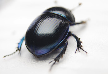 Żuk gnojowy, gnojarz leśny, gnojak, Geotrupes, stercorarius © Gucio_55