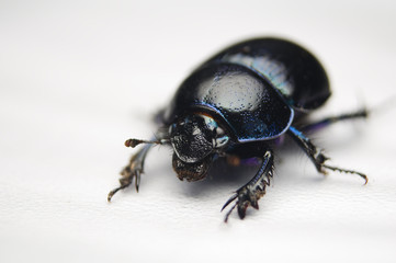 Żuk gnojowy, gnojarz leśny, gnojak, Geotrupes, stercorarius © Gucio_55