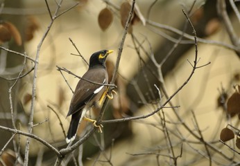 Mynah Bird on a dried branch