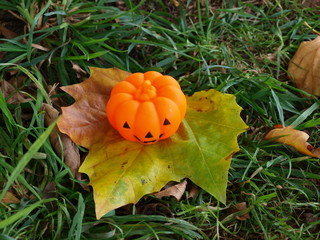 pumpkin