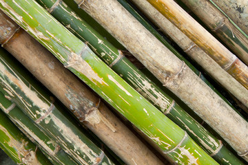 Bamboo