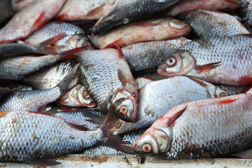 Much fresh river fish. A background.