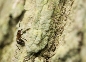 Mrówka rudnica Formica rufa