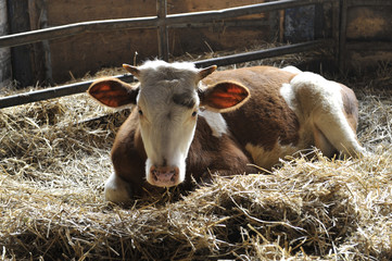 Kalb im Stall