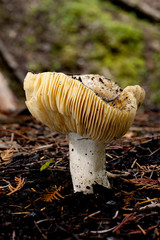 A large russula emitica mushroom on the forest floor.