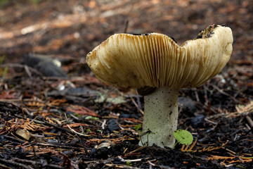 A russula emitica mushroom on the forest floor.